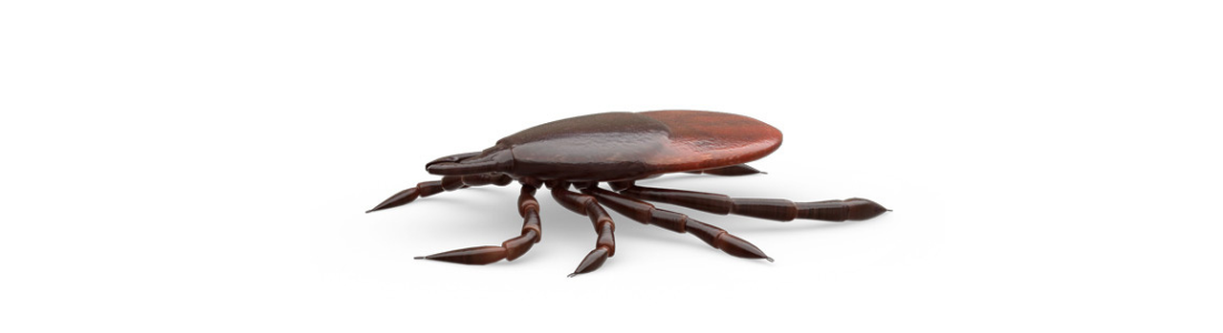 Dedetização de carrapatos no ABC 24 HORAS